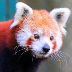 Kleiner Pandabär - Feuerfuchs - Goldhund -(c) HanneVoltmerDöbrich